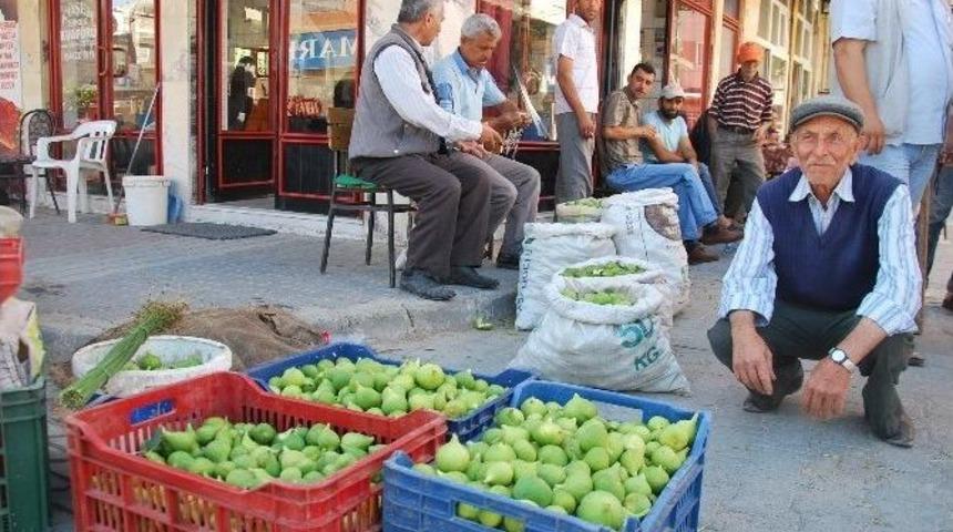 Aydın&rsquo;da İncirler İleklenmeye Başladı