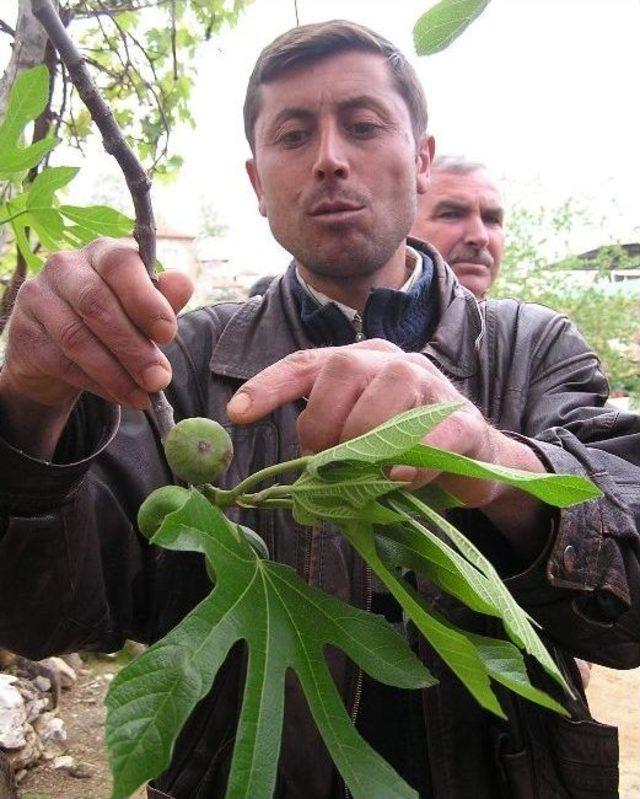 Aydın&rsquo;da İncirler İleklenmeye Başladı 1