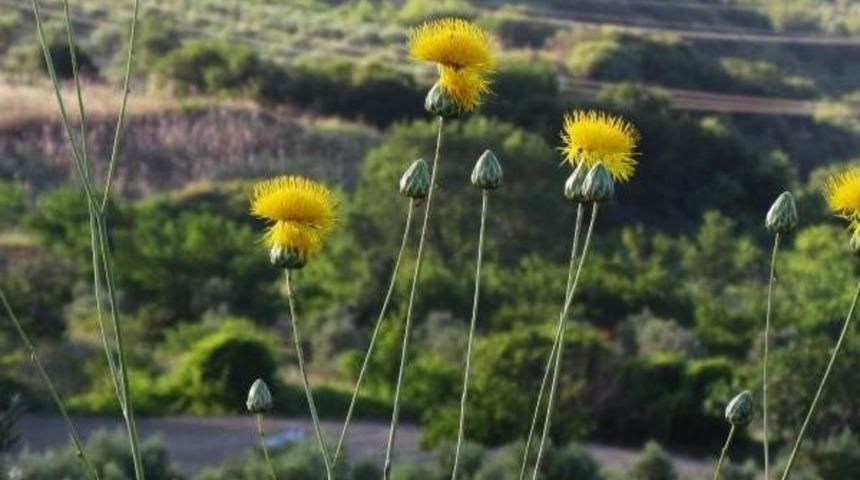 T&uuml;ll&uuml;şah Tanıtımın Yeni Y&uuml;z&uuml; Olacak