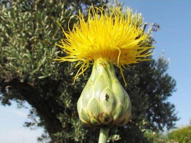 Tüllüşah Tanıtımın Yeni Yüzü Olacak