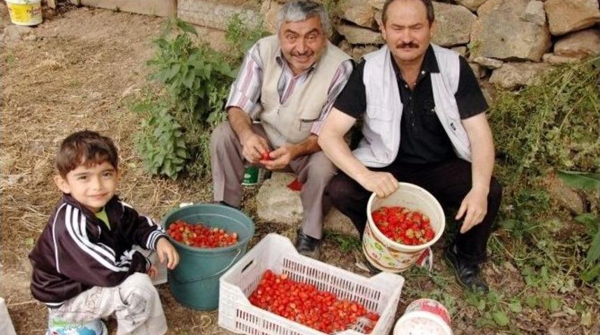 &Ccedil;ilekte Marka Demirci&ouml;ren