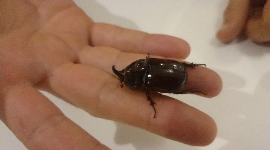 D&uuml;nyanın En Değerli B&ouml;ceği Ayağına Geldi