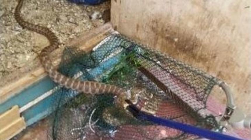 Denizli&rsquo;de K&uuml;mese Giren Yılanı İtfaiye Ekipleri Yakaladı