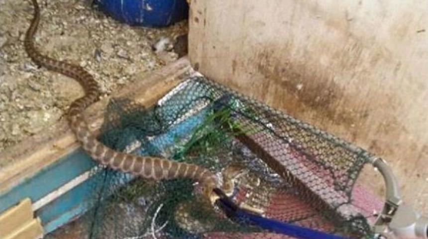 G&uuml;vercin K&uuml;mesine Giren Yılanı Itfaiye Yakaladı