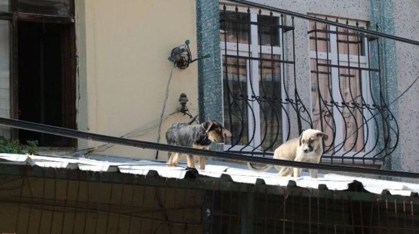 Evinde Onlarca Hayvan Besleyen Vatandaş, Mahalleliyi Canından Bezdirdi