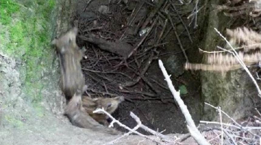 Kuyuya D&uuml;şen 3 Yavru Domuz Kurtarıldı