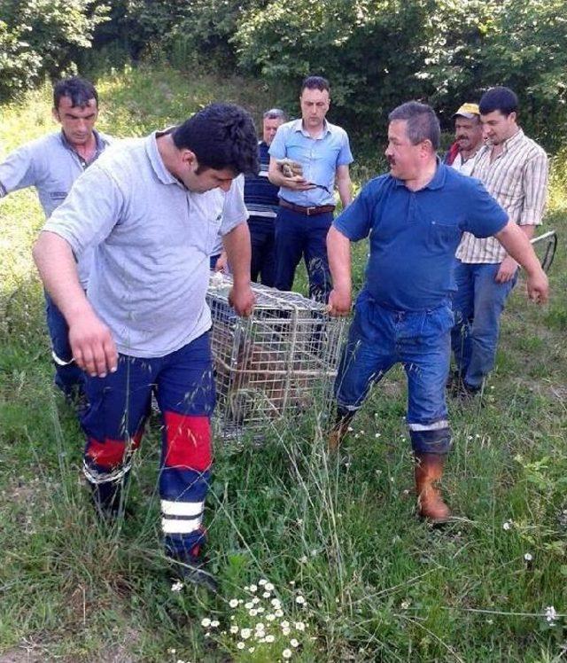 Kuyuya Düşen 3 Yavru Domuz Kurtarıldı