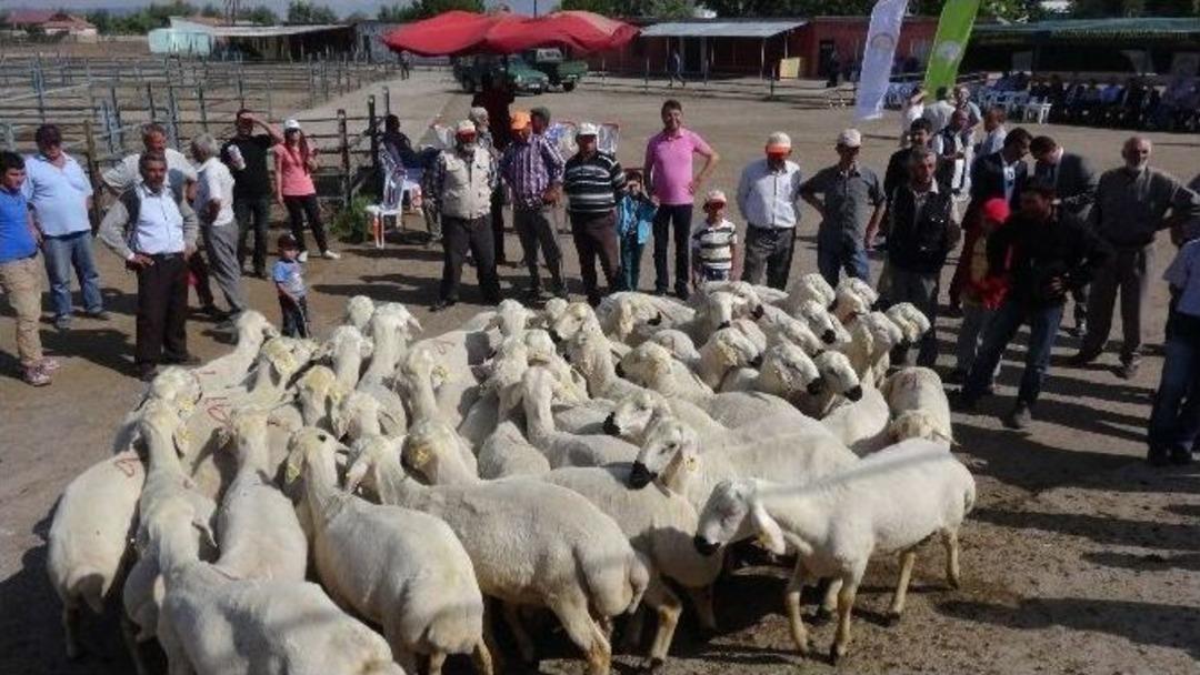 30 &Uuml;reticiye Y&uuml;zde 80 Hibeli 137 Ko&ccedil; Dağıtıldı