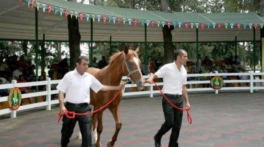 'asi Kalp', 210 Bin Liraya Satıldı