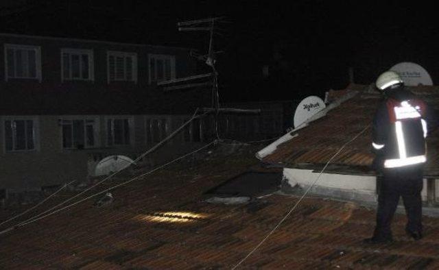 Fatih te Yaralı Martı Seferberliği 1