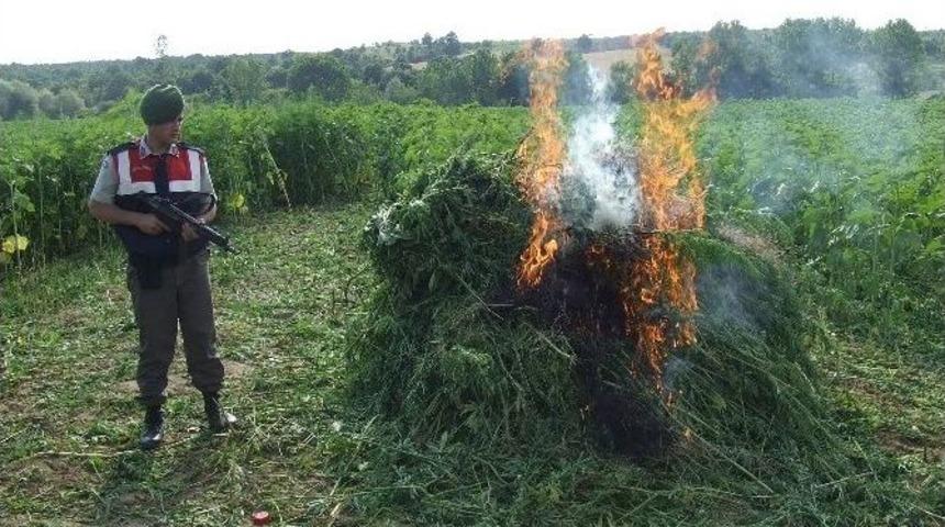 Kırklareli&rsquo;de 115 Bin 500 K&ouml;k Hint Keneviri Ele Ge&ccedil;irildi