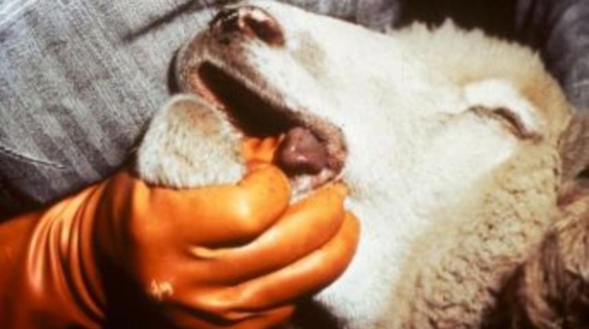 K&uuml;&ccedil;&uuml;kbaş Hayvanlar Mavi Dil Hastalığına Karşı Aşılanıyor