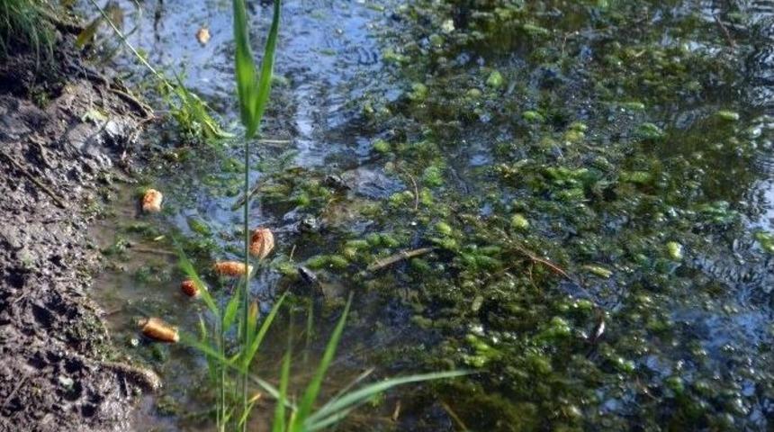 K&ouml;yceğiz&rsquo;de Kuyruklu Su Kaplumbağaları &Ouml;l&uuml;yor
