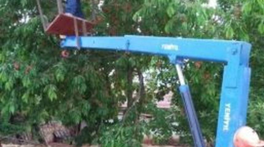 Beyşehir&rsquo;de Kiraz Hasadında Teknoloji Desteği