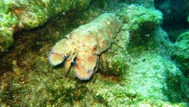 Belediye Personeli Sualtı Dünyasıyla Buluştu 1
