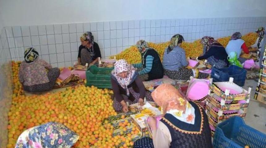Mut Kayısısı Y&uuml;z G&uuml;ld&uuml;rd&uuml;