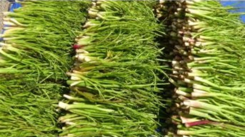 &Ccedil;aşır&rsquo;ın Faydaları Saymakla Bitmiyor