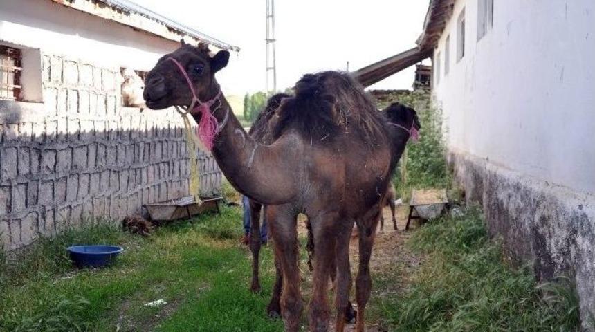 &Ccedil;&ouml;llerde Yetişen Develer Artık Bozok Yaylasında Yetişecek