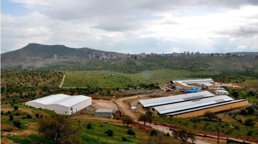 Mardin&rsquo;de Yeni Bir S&uuml;t İşleme Merkezi Kuruluyor