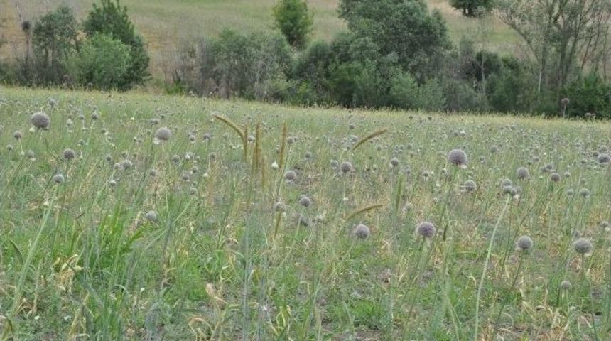 Dağ Sarımsağı Tarlaya İndi