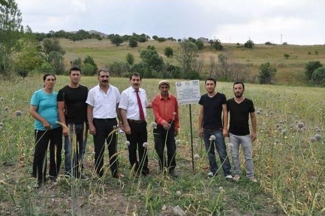 Dağ Sarımsağı Tarlaya İndi