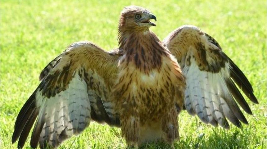 Jandarmanın Sahiplendiği İki Şahin Yavrusu Yetkililere Teslim Edildi