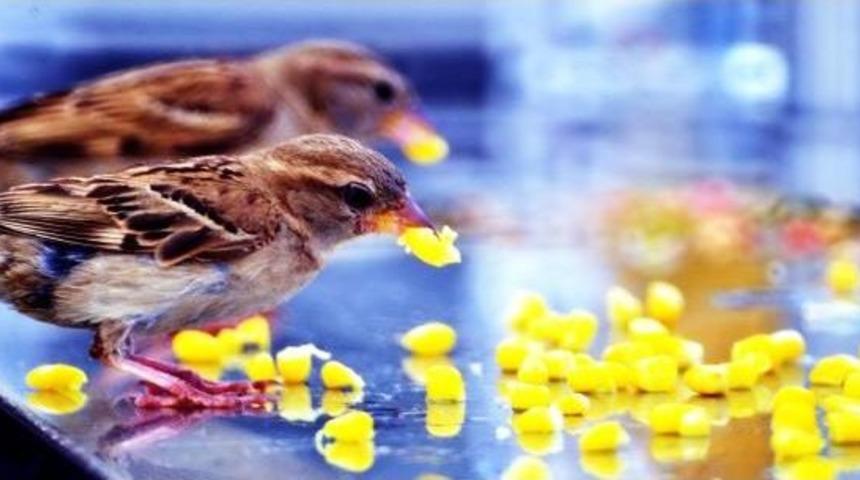 Mısır Tutkunu Ser&ccedil;eler