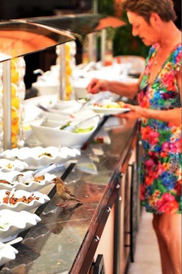 Mısır Tutkunu Ser&ccedil;eler 1