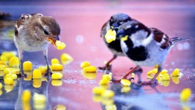 Mısır Tutkunu Ser&ccedil;eler 2