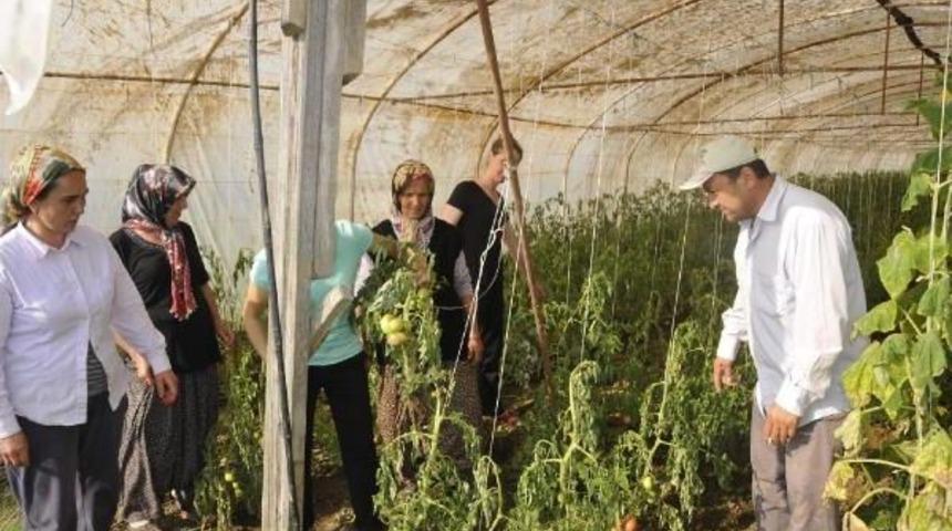 Kocaeli'nin Sebze Deposu Bayraktar'da Seraları Sel Vurdu