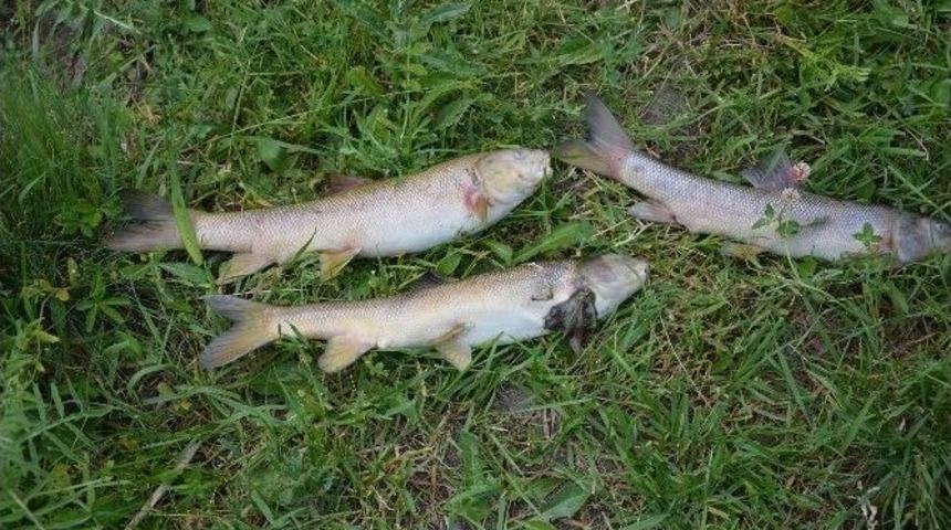 Karasu&rsquo;da Balık &Ouml;l&uuml;mleri Korkutuyor...