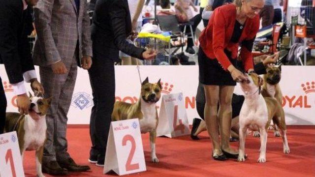 'orca' Adlı Köpek Dünya 3'üncüsü Oldu