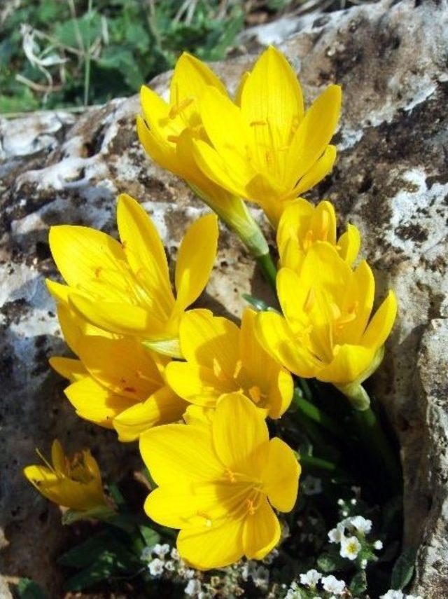 Muğla Ve Aydın’ın Endemik Bitki Haritası Çıkarılıyor