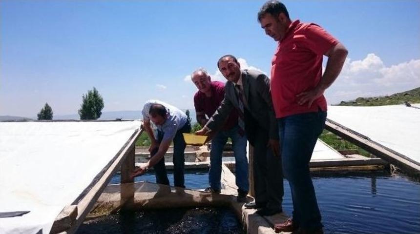 Muş&rsquo;ta Alabalık Kulu&ccedil;kahane Tesisi İncelendi