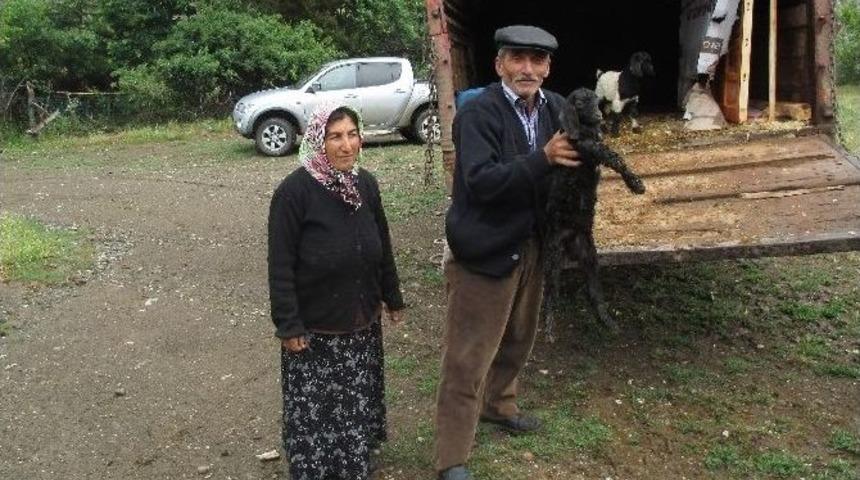 Uğurludağ Kaymakamlığından Karaer Ailesine Keçi Yardımı