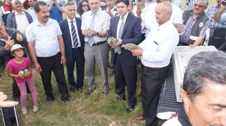 Kırıkkale&rsquo;de 750 Adet Keklik Doğaya Bırakıldı