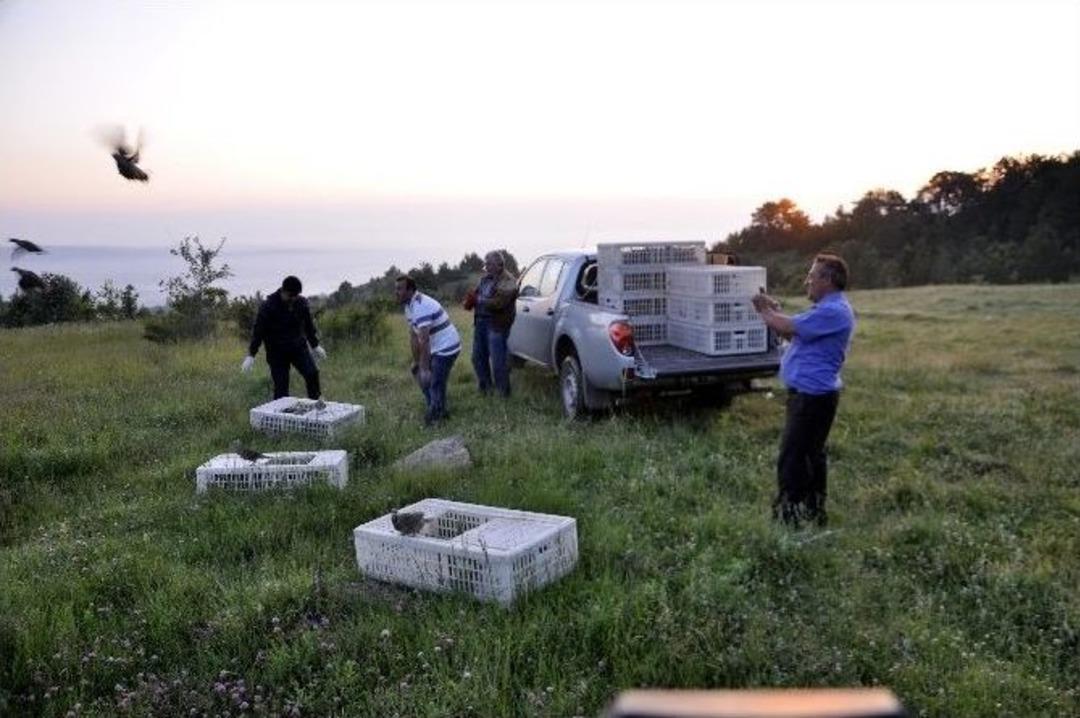 Afyonkarahisar&rsquo;da 750 &ldquo;kınalı Keklik&rdquo; Doğaya Salındı