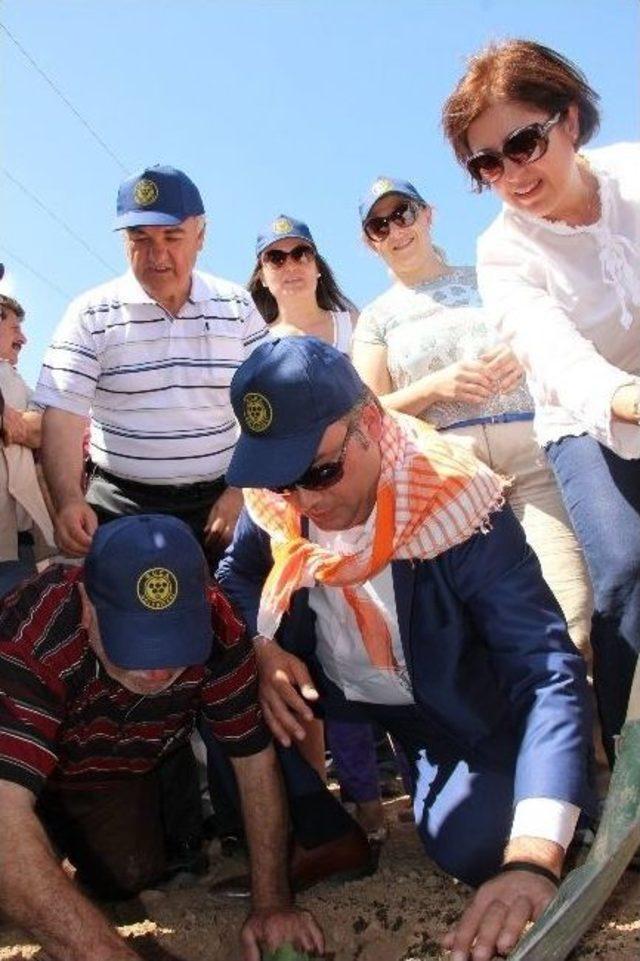 Buca’nın Üzümleri Yeniden Hayat Buluyor 2