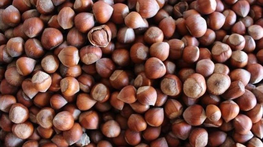 Fındık İnişe Geçti