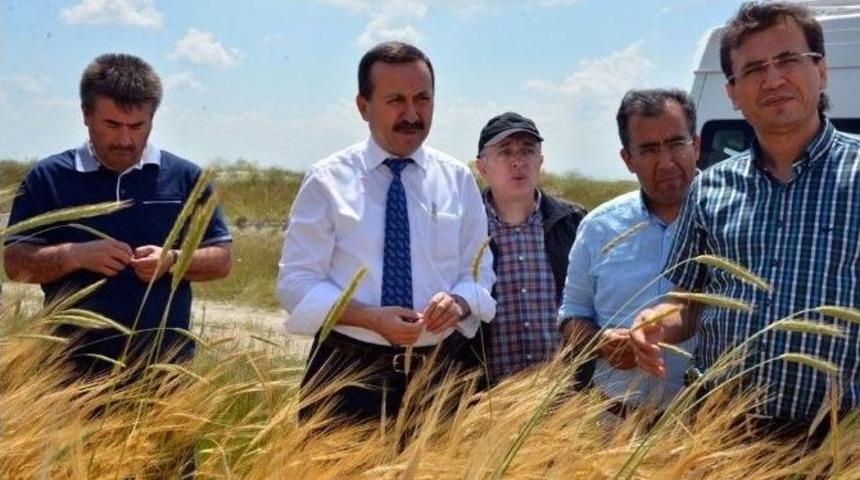 Rekt&ouml;r G&ouml;kbel Uygulama &Ccedil;iftliklerinde İncelemelerde Bulundu