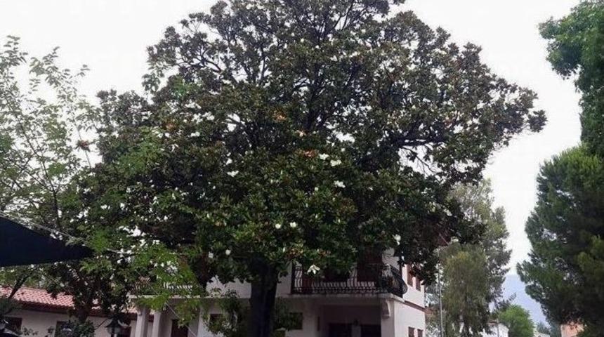 T&uuml;rkiye&rsquo;nin En B&uuml;y&uuml;k Manolya Ağacı K&ouml;yceğiz&rsquo;de