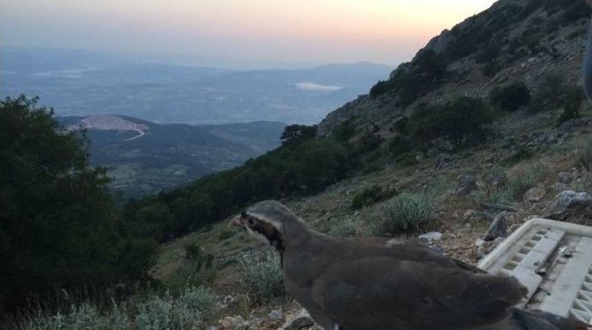 Somalı Avcılar Doğaya Keklik Saldı