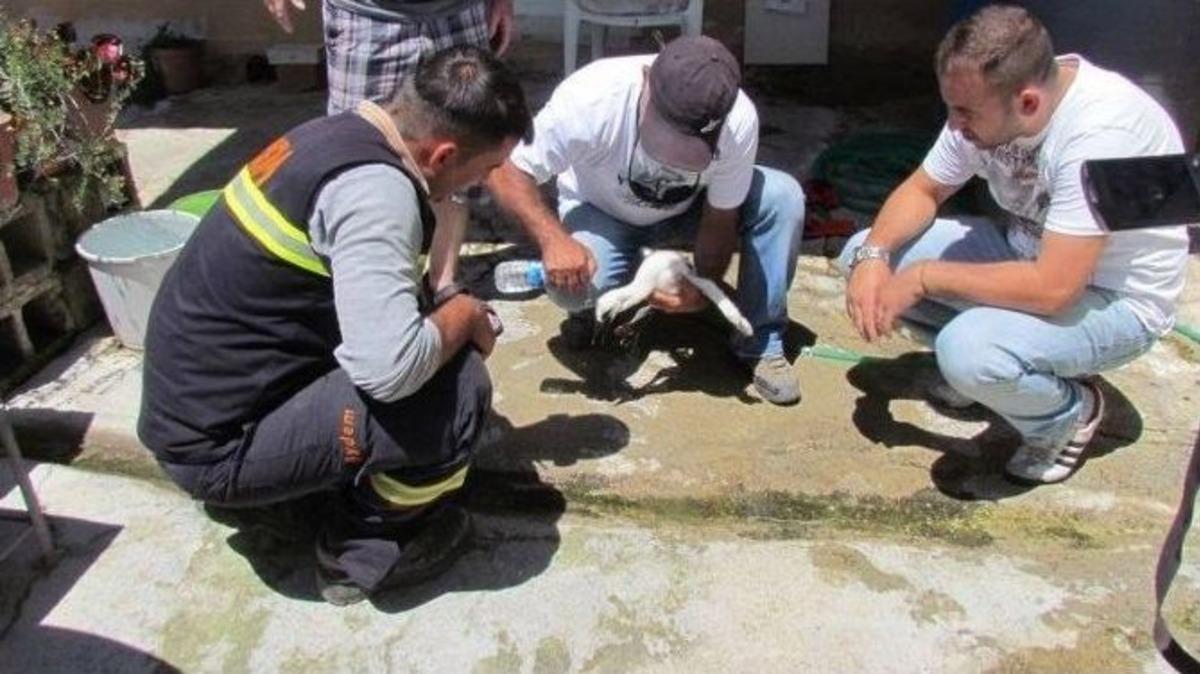 Kanadı Kırılan Leylek İ&ccedil;in Operasyon