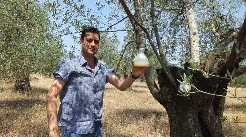 Zeytin Sineği Sayımı Başladı