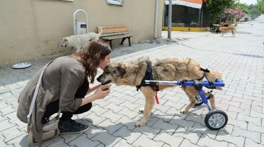 Beylikd&uuml;z&uuml;&rsquo;nde Fel&ccedil;li Hayvanlar Y&uuml;r&uuml;te&ccedil;lerine Kavuştu