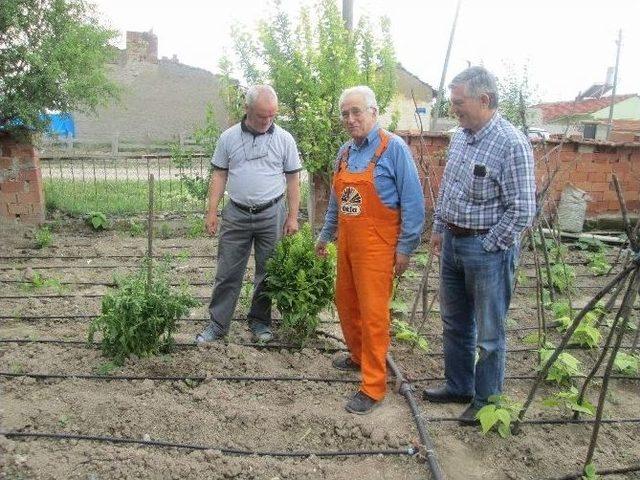 Kent Konseyi ’kent Tarımı" Projesini Sürdürüyor 2