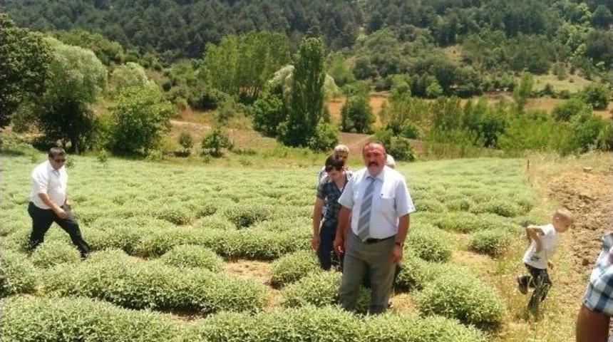 Ada&ccedil;ayı &Ccedil;ift&ccedil;inin Umudu Oldu