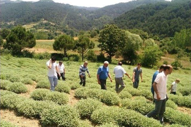 Adaçayı Çiftçinin Umudu Oldu