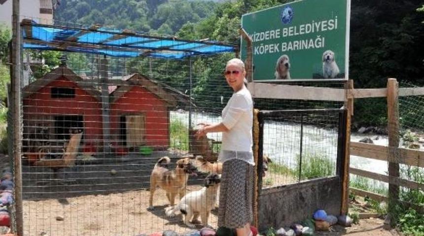 Kadın Noter, Bakımını Yapıp Tedavi Ettiği Sokak K&ouml;peklerini Sahiplendirmeye Başladı