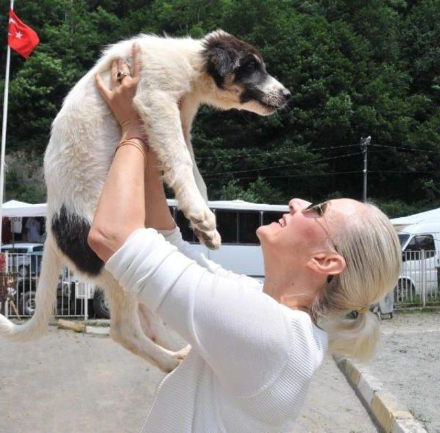 Kadın Noter, Bakımını Yapıp Tedavi Ettiği Sokak Köpeklerini Sahiplendirmeye Başladı